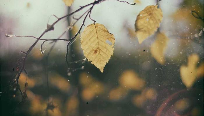 红桃视频最新更新专区